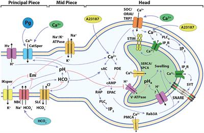 Discrete Dynamic Model of the Mammalian Sperm Acrosome Reaction: The Influence of Acrosomal pH and Physiological Heterogeneity